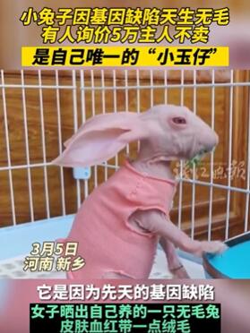 女子在家中育出罕见无毛兔 有人出价5万欲买下