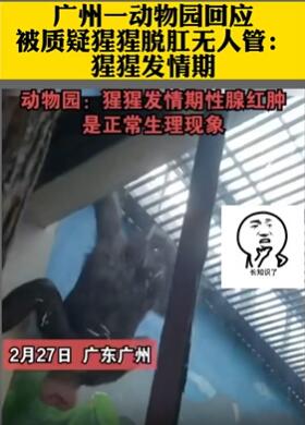 动物园猩猩脱肛无人管?工作人员:发情期正常现象