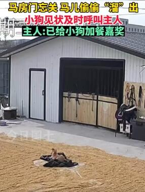 马儿偷偷跑出门 小狗提醒主人获嘉奖