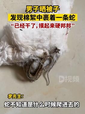 男子晒被子发现棉絮中有条蛇