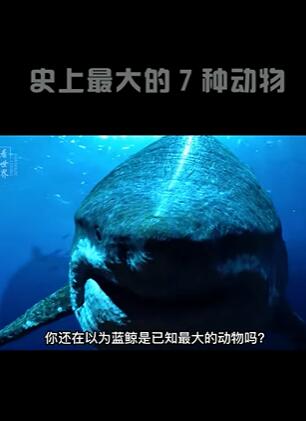 史上最大的7种动物