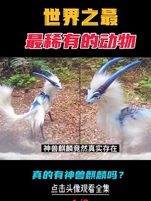 全世界最罕见的10个濒危动物1