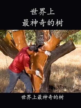 世界上最神奇的树,可长到数百岁,一生被剥皮20多次