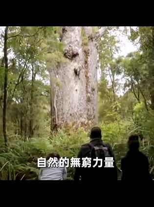 全世界最大的10棵树,第一名高度超过1200英尺