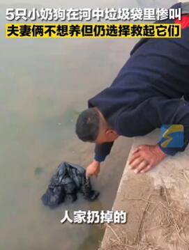 夫妻种地时救下被人遗弃5只小狗 因太小只救活一只