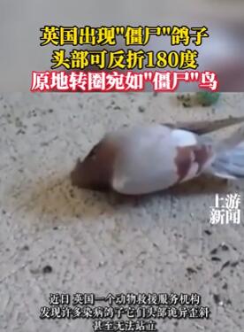 英国出现僵尸鸽子 头部可反折180度